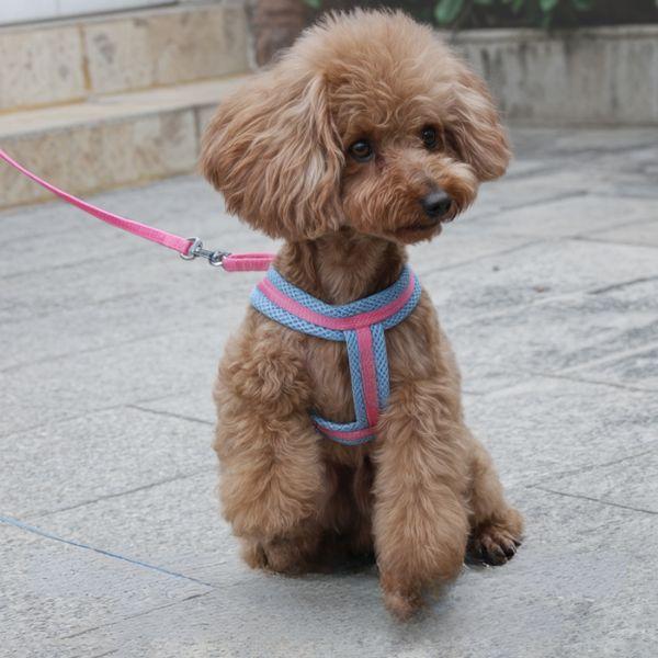 Pechera Acolchada para Perro con Correa Ajustable - Arnés Ergonómico Color Dúo Pro 2026 - Conecta Chava Shop